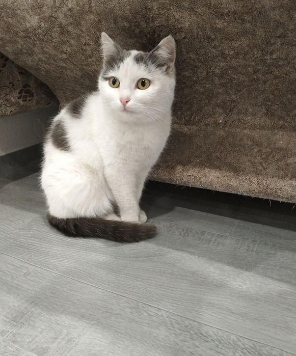 Котёнок ищет дом!