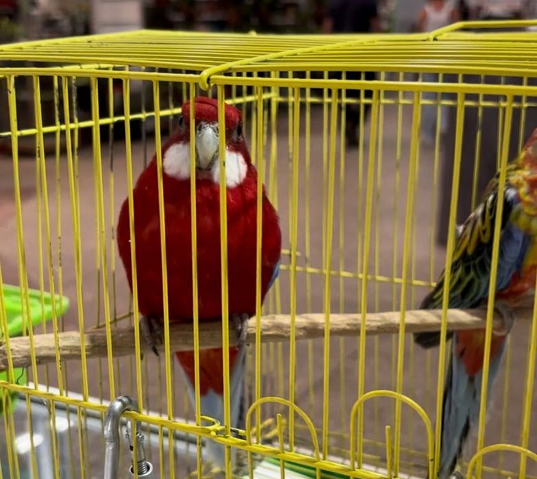 Розелла гранатовый певчии попугай