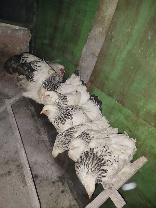 Семейства светлый брамы 6+2