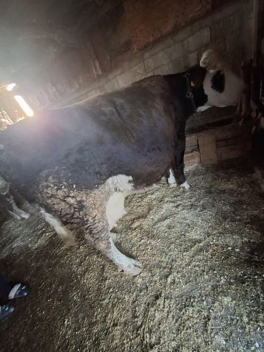 Vand faca baltata romaneasca pe negru cu vitel