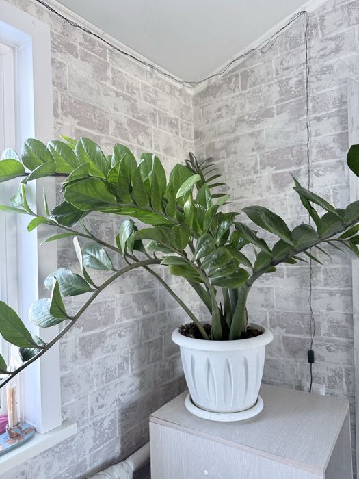 Замиакулькас, доллоровое дерево