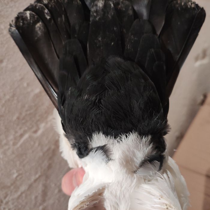 Голуби чернохвостые (персы) 2025 г.