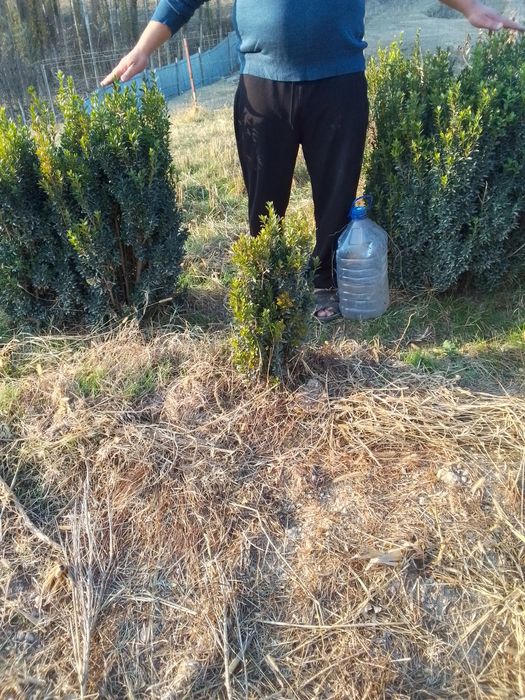 Shamshod manzara uchun