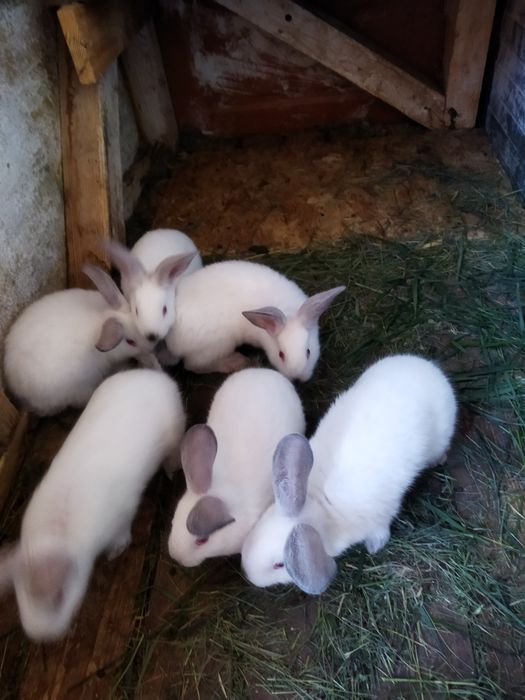 Продам крольчат кролики