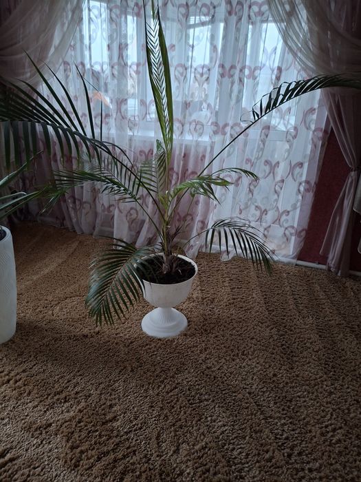 Пальма декоративная