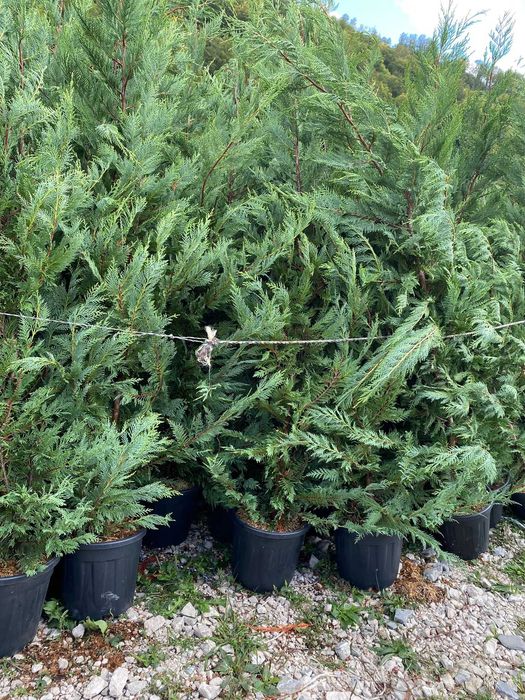 Cupressocyparis Leylandii – plante viguroase, prindere sigură