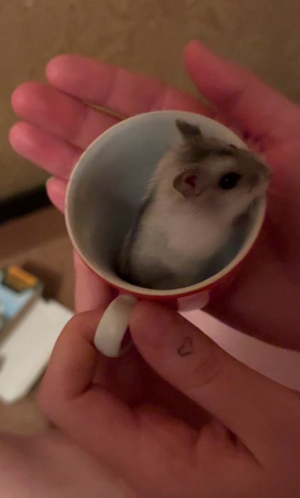 Продам милых джунгарских хомячков