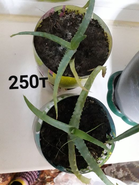 Алое сатам 250-500т,1000т.т