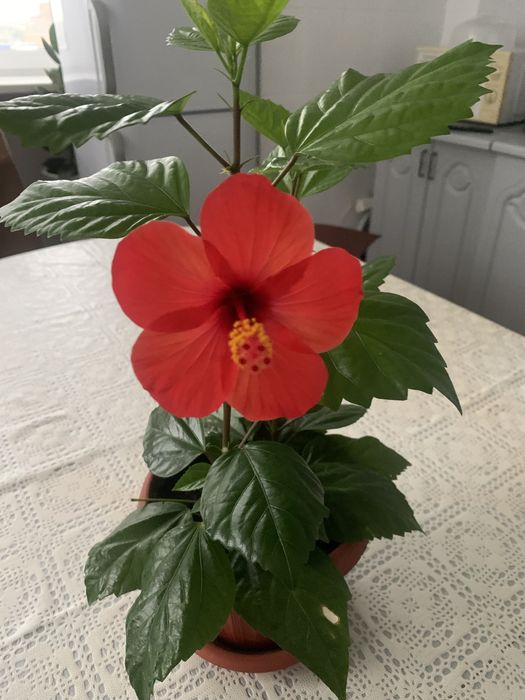 Комнатная растение