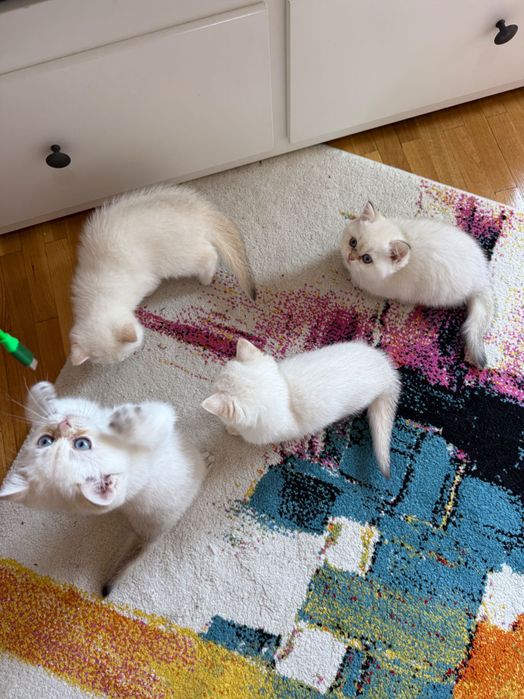Породисти Котенца с родословие