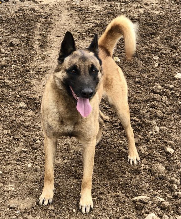 Donez pui Malinois cu metis