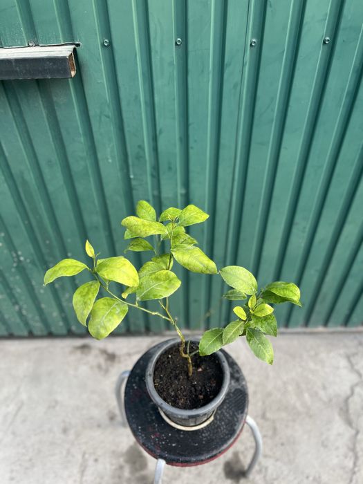 Лимонное дерево мейера