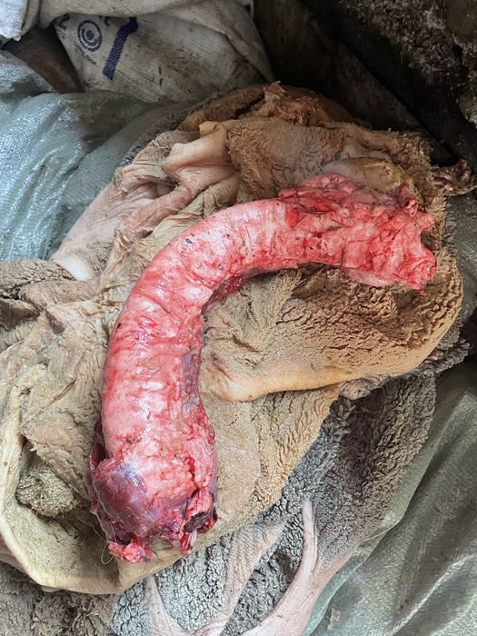 Продам собачий корм иттын тамагы