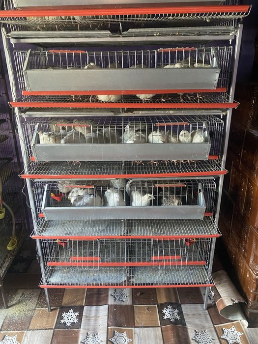 Prepelite adulte rasa japoneza si polara gigant