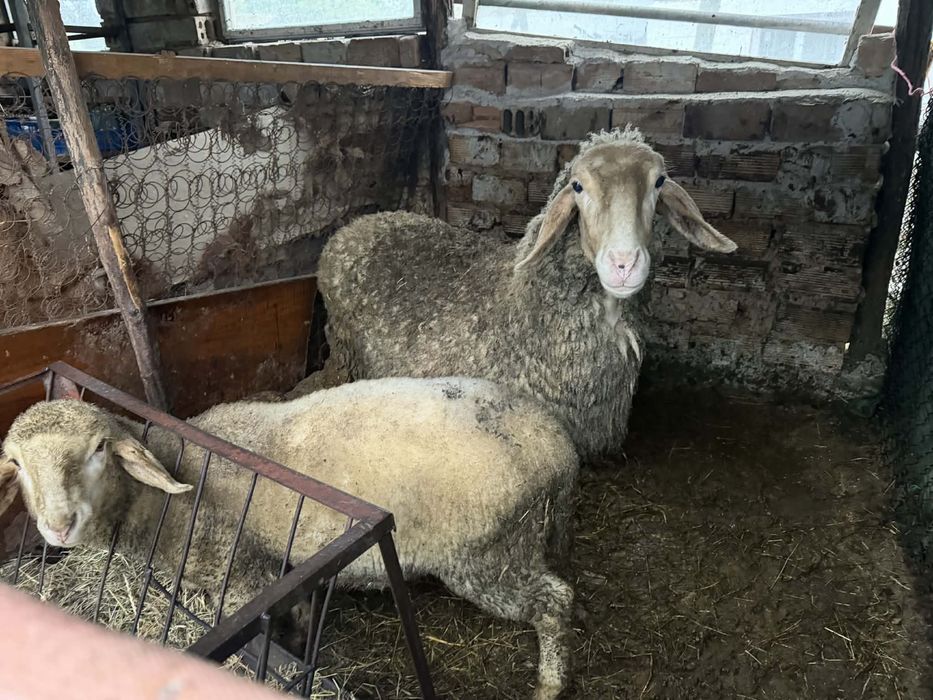 Продавам овца и мъжко  агне
