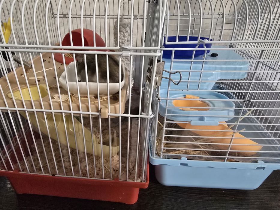 Джунгарский хомяк