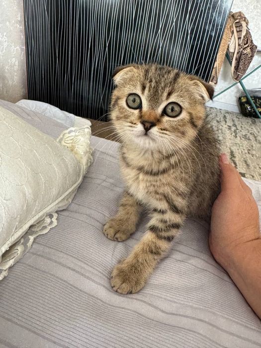 Onlayn emizish pornosini tomosha qiling