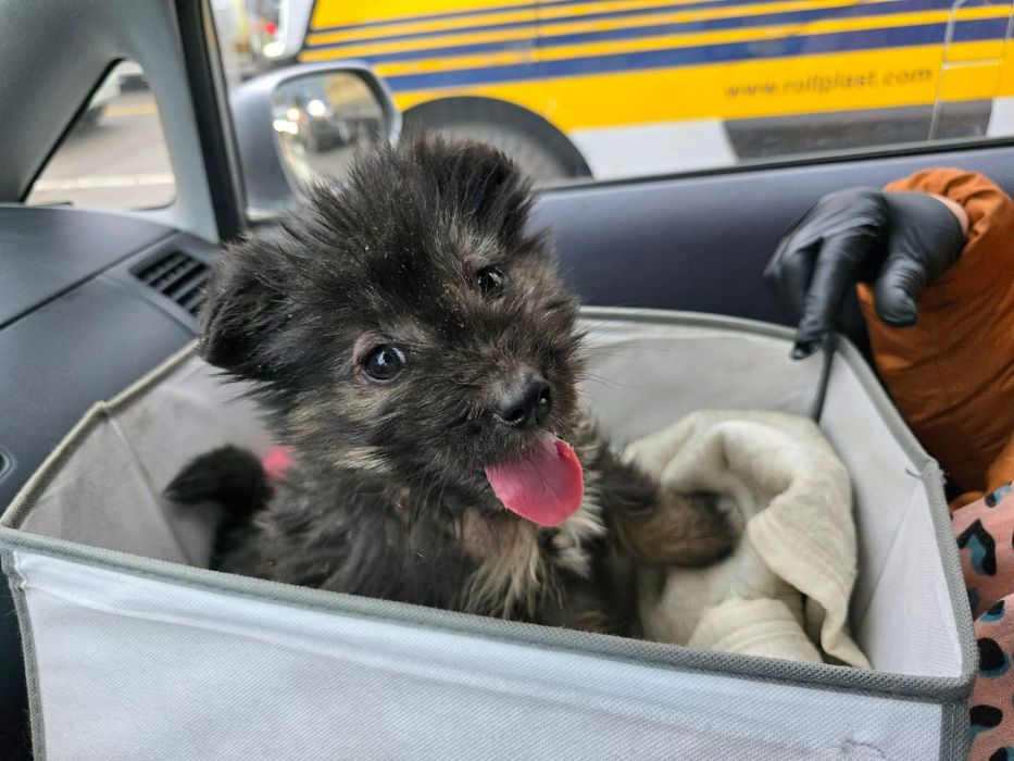 Малко мъжко кученце търси дом