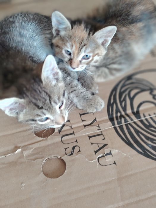Котята в добрые руки