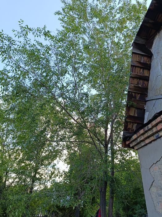 Деревья Бесплатно.