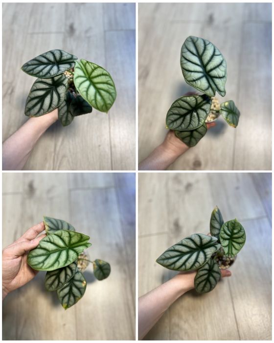 Алоказии (детки)