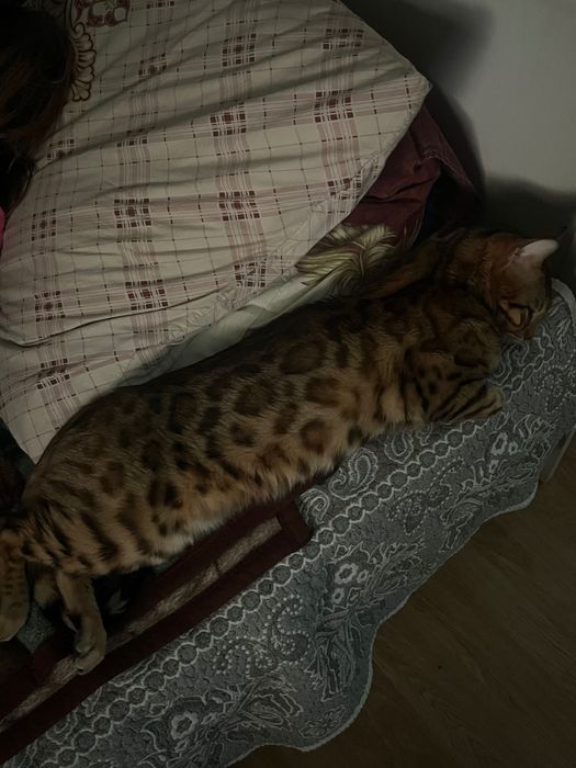 кот бенгал 1,4 года