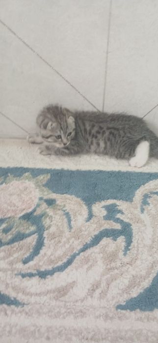 Катенок Вислоухий!