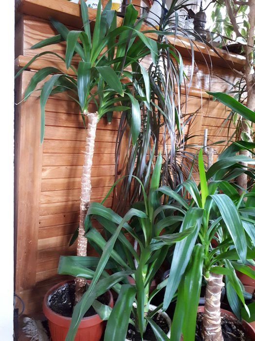 Продавам ЮКИ от 50 см до 2.50 м