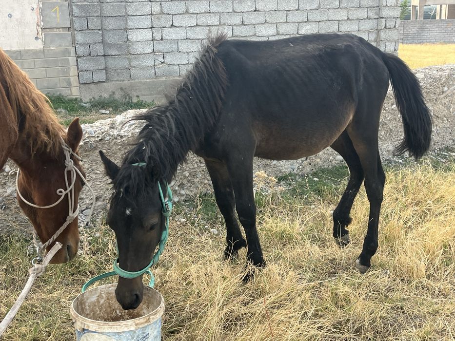 Жуас мінгі тай 1 асқан