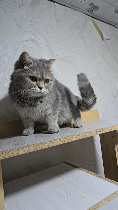 Британские девичка хомиладор