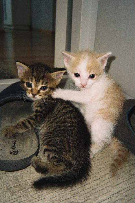 Отдам котят в добрые руки
