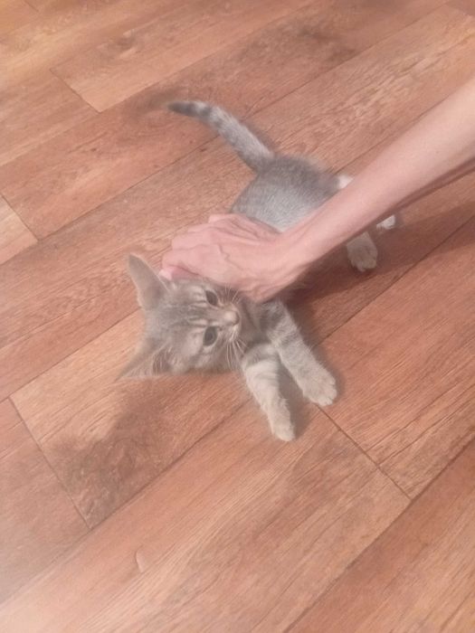 Отдам котят бесплатно.