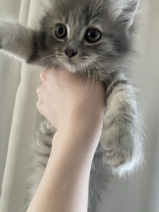 продам котят, вислоухие шотладцы