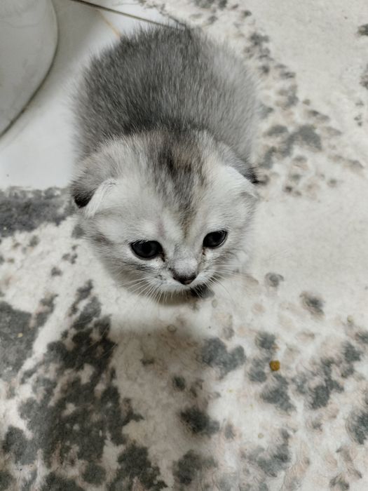 Котята скоттиш фолд и страйт