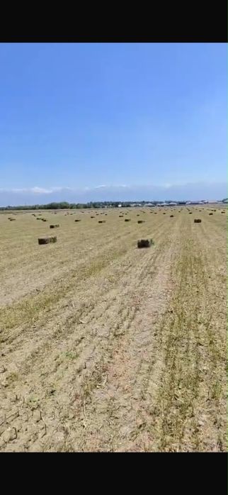 Продам Люцерна 17.07.26 собрали свежая
