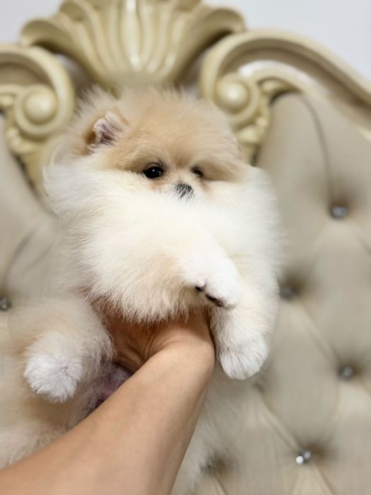 Femela pomeranian fci pedigree