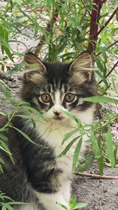 Котята, отдам в хорошие руки