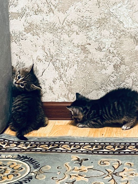 Котята домашние,ласковые