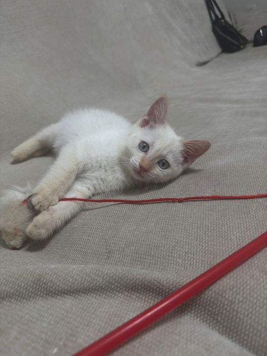 Отдается котенок (мальчик) 2 месяца