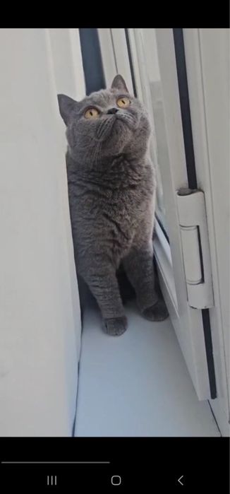 Продается кошка британская