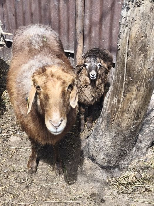 Продам барануху с ягнёнок