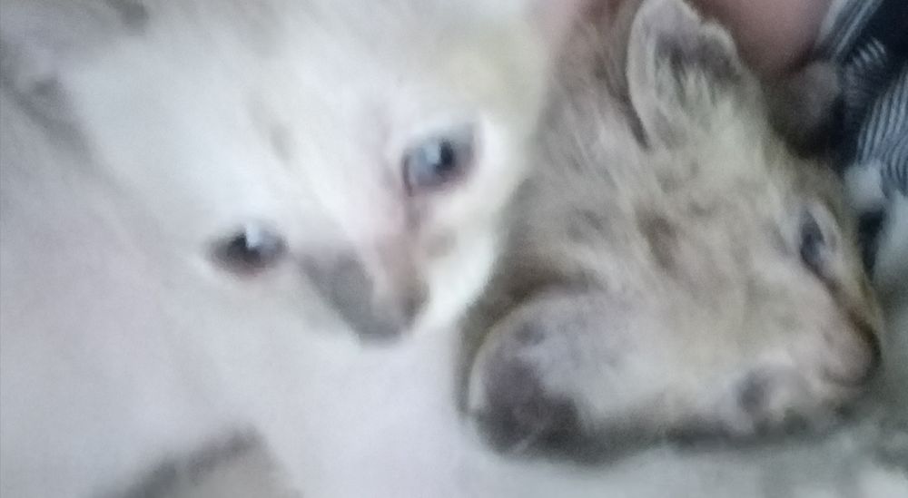Кошечка 1,5 месяца