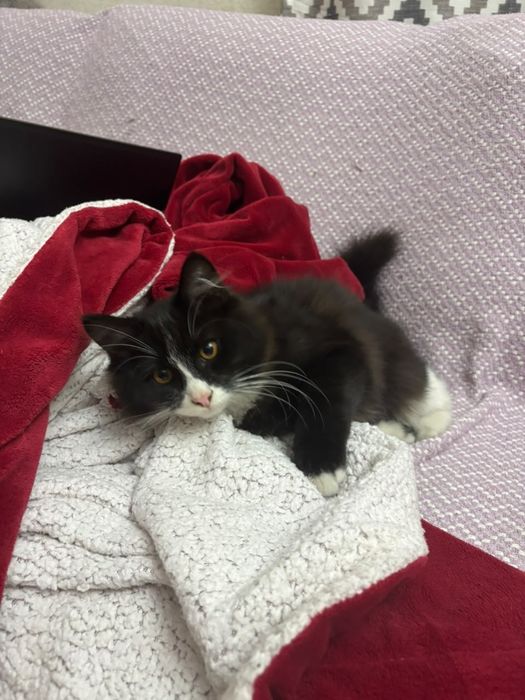 Котенок в добрые руки