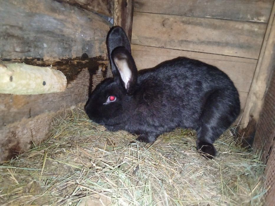 Продам. Кроликов