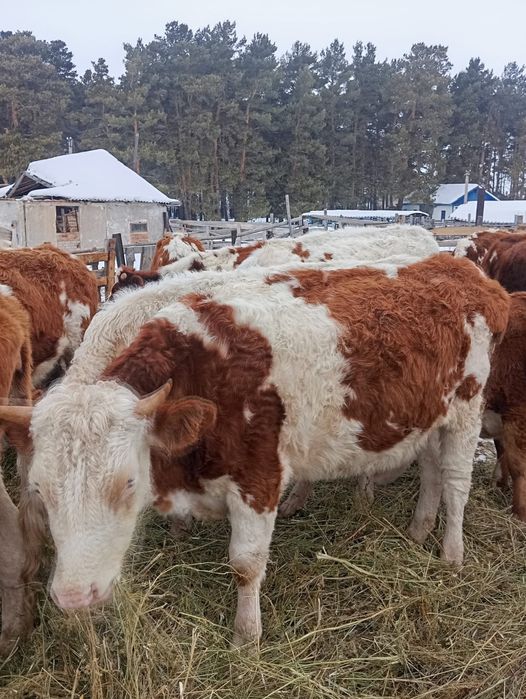 Телки симментал стельные