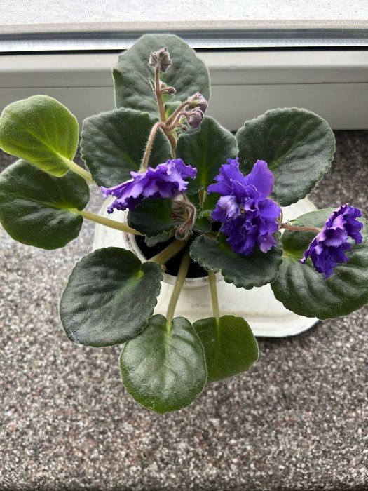 Фиалки разных сортов