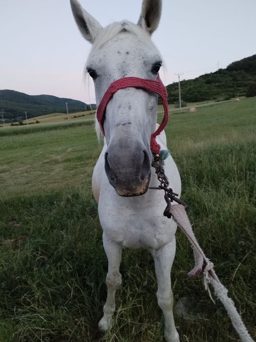 Iapă de vânzare.