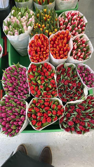 Премиум тюльпаны