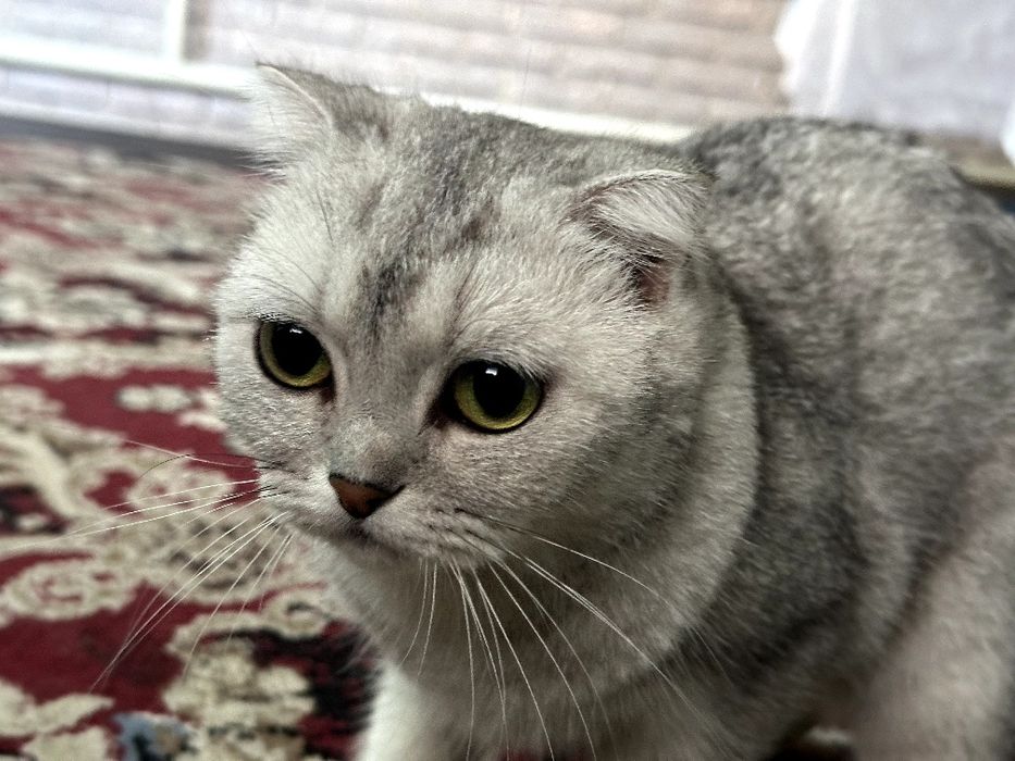 Scottish fold Mushuk