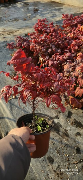 Нандина кучатлари оптом